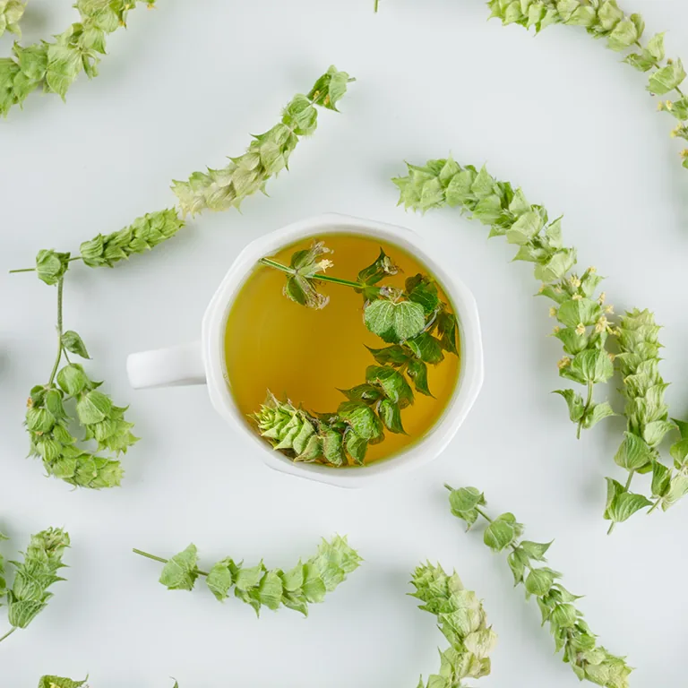 Ginkgo Biloba and Blood Circulation