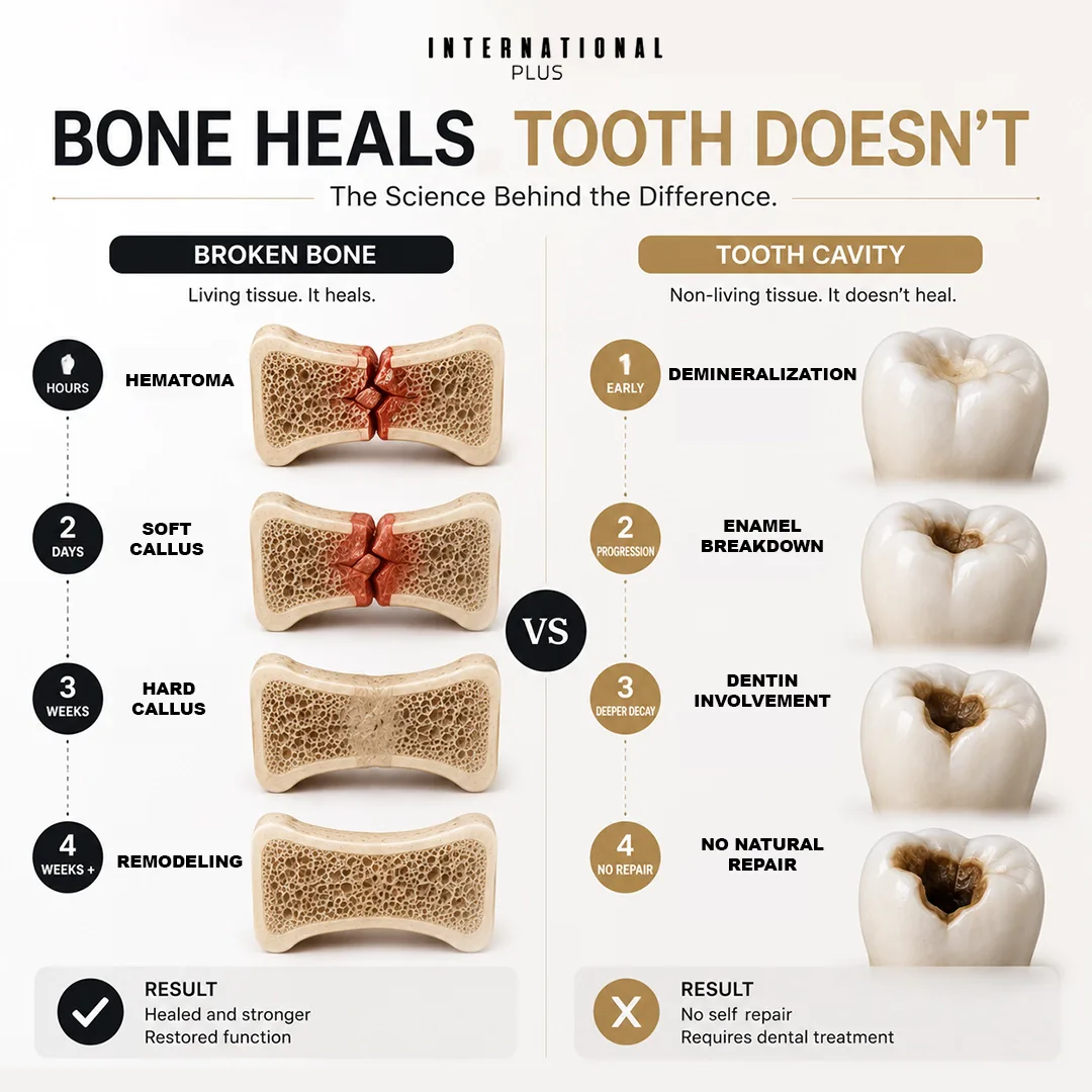 How Is Bone Built Differently From a Tooth