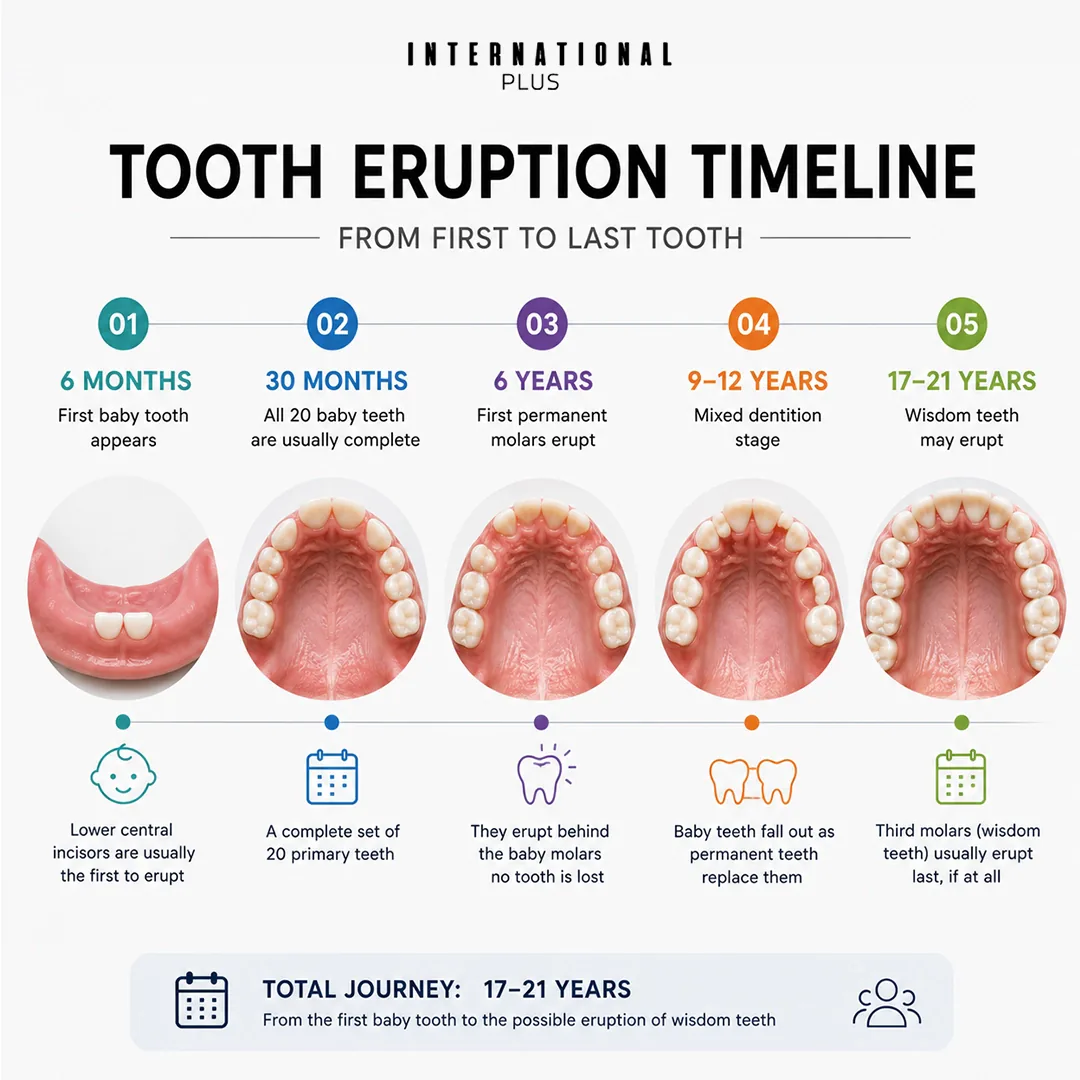 Why Do Children Have Only 20 Baby Teeth