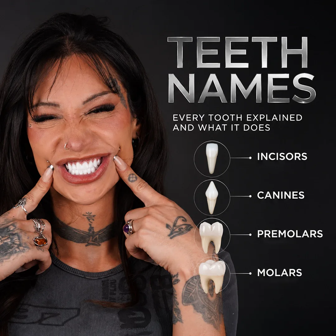Molars Teeth First, Second and Third Molar