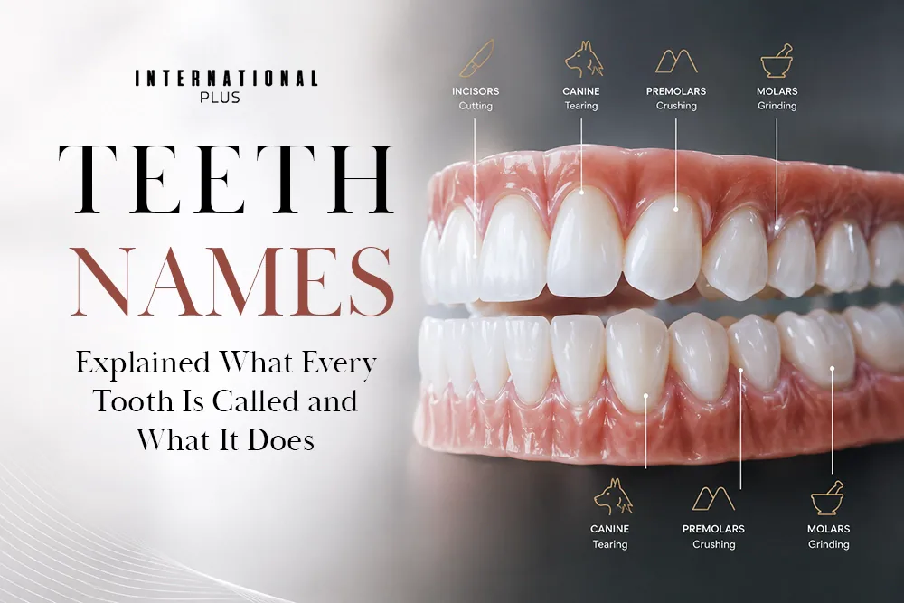 Teeth Names Explained: What Every Tooth Is Called and What It Does